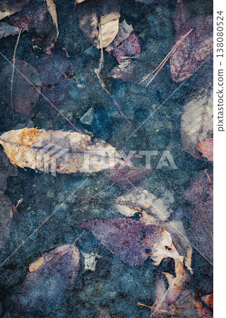Dead leaves trapped in thin ice Dead leaves trapped in thin ice 138080524