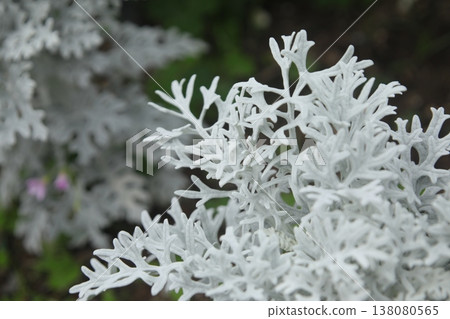 Dusty Miller, White Chrysanthemum, Silver Leaf, Plant, Leaves, Silver, White, Nature, Garden, Gardening Dusty Miller, White Chrysanthemum, Silver Leaf, Plant, Leaves, Silver, White, Nature, Garden, Gardening 138080565