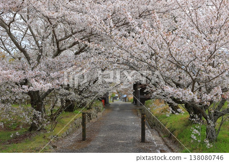 Cherry blossoms at Kumagai-ji Temple, Awa City, Tokushima Prefecture, April 2025 Cherry blossoms at Kumagai-ji Temple, Awa City, Tokushima Prefecture, April 2025 138080746