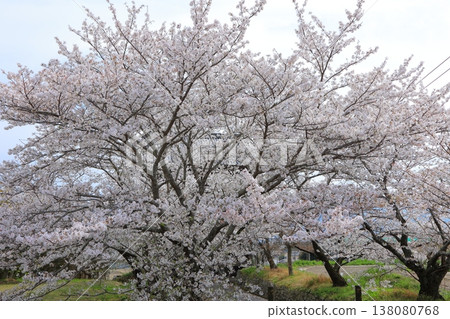 2025年4月，德島縣阿波市熊谷寺的櫻花盛開 138080768