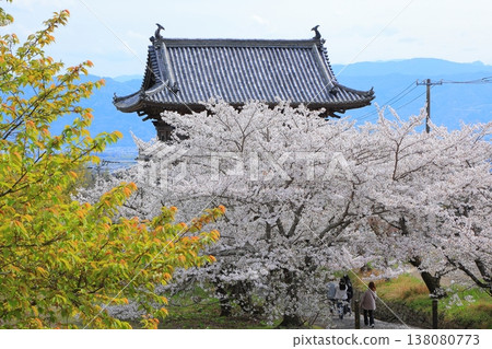 2025年4月，德島縣阿波市熊谷寺的櫻花盛開 138080773