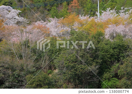 2025年4月，德島縣阿波市熊谷寺的櫻花盛開 138080774