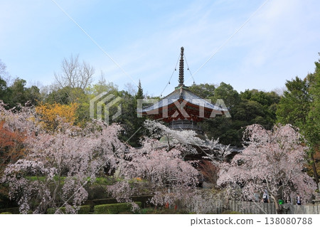 Cherry blossoms at Kumagai-ji Temple, Awa City, Tokushima Prefecture, April 2025 Cherry blossoms at Kumagai-ji Temple, Awa City, Tokushima Prefecture, April 2025 138080788