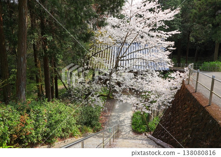 2025年4月，德島縣阿波市熊谷寺的櫻花盛開 138080816