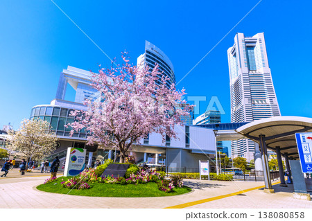 Yokohama cityscape, Japan, March 24th. View of Sakuragicho Station (Air Cabin), Yokohama Landmark Tower, cherry blossoms in full bloom, and other flowers. 138080858