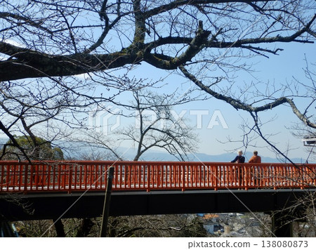 君井寺的染井吉野櫻花樹 君井寺的染井吉野櫻花樹 138080873