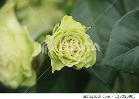 Rose of green Rose of green 138080903