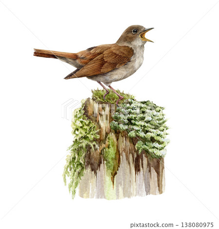 Nightingale bird on a mossy tree stump watercolor illustration. Hand drawn luscinia megarhynchos European wildlife songbird forest scene. Singing nightingale side view isolated on white background Nightingale bird on a mossy tree stump watercolor illustration. Hand drawn luscinia megarhynchos European wildlife songbird forest scene. Singing nightingale side view isolated on white background 138080975