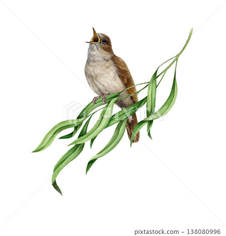 Singing nightingale bird on a willow tree branch vintage style watercolor illustration. Hand drawn luscinia megarhynchos European wildlife forest songbird on a willow twig on white background Singing nightingale bird on a willow tree branch vintage style watercolor illustration. Hand drawn luscinia megarhynchos European wildlife forest songbird on a willow twig on white background 138080996