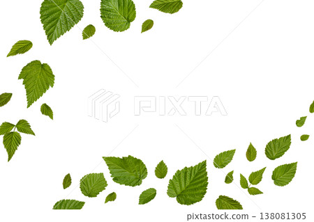 Spring fresh green leaves flying isolated on a white background with clipping path. Design element for card. Background with flying green spring leaves. Organic, eco. 138081305