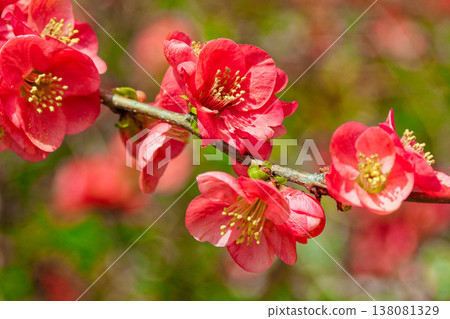 紅色模糊的花朵 138081329