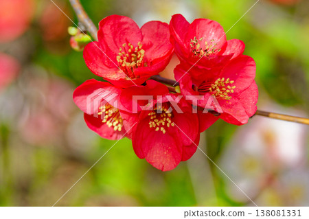 紅色模糊的花朵 138081331
