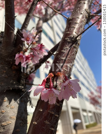 A few blossoms of the winter cherry tree and a white building A few blossoms of the winter cherry tree and a white building 138081415