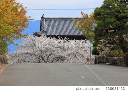 Cherry blossoms at Kumagai-ji Temple, Awa City, Tokushima Prefecture, April 2025 Cherry blossoms at Kumagai-ji Temple, Awa City, Tokushima Prefecture, April 2025 138081432