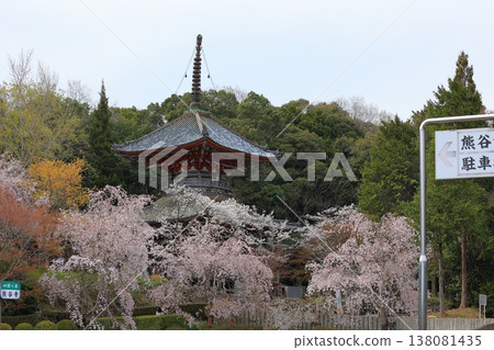 Cherry blossoms at Kumagai-ji Temple, Awa City, Tokushima Prefecture, April 2025 138081435