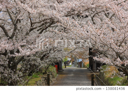Cherry blossoms at Kumagai-ji Temple, Awa City, Tokushima Prefecture, April 2025 Cherry blossoms at Kumagai-ji Temple, Awa City, Tokushima Prefecture, April 2025 138081436
