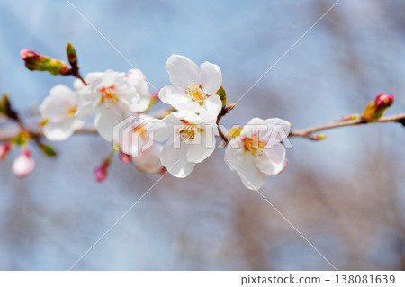 Cherry blossoms are in bloom; Somei Yoshino cherry trees are about half in bloom. Cherry blossoms are in bloom; Somei Yoshino cherry trees are about half in bloom. 138081639