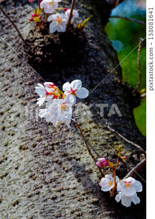 櫻花盛開；染井吉野櫻花樹大約有一半已經開花。 138081641