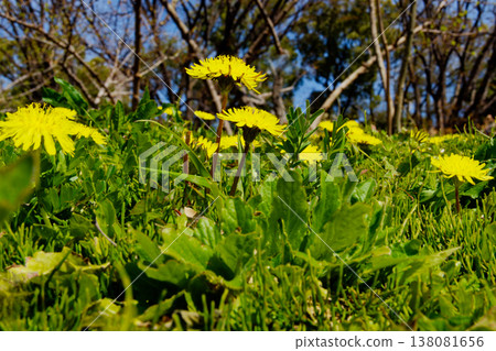 Naturalized plant native to Europe Asteraceae Dandelion Naturalized plant native to Europe Asteraceae Dandelion 138081656