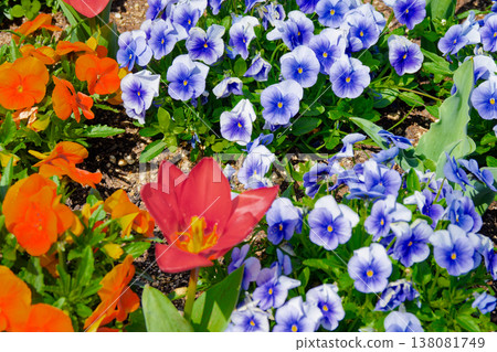 Spring flower bed 138081749