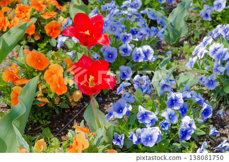 Spring flower bed 138081750