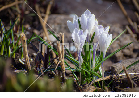 A bush of white crocuses in the forest A bush of white crocuses in the forest 138081919