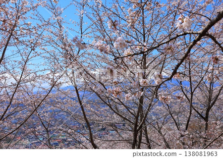 Cherry blossoms at Arakurayama Sengen Shrine, Yamanashi Prefecture, April 2025 Cherry blossoms at Arakurayama Sengen Shrine, Yamanashi Prefecture, April 2025 138081963