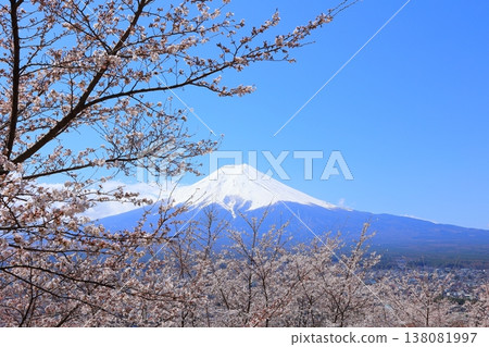 Yamanashi Prefecture, Arakurayama Sengen Shrine: Mount Fuji and cherry blossoms, Spring 2025 138081997