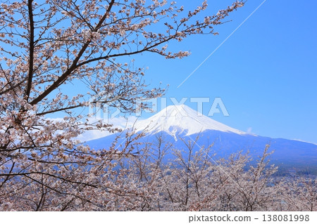 山梨縣荒倉山淺間神社:富士山與櫻花,2025年春季 山梨縣荒倉山淺間神社:富士山與櫻花,2025年春季 138081998