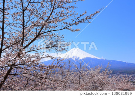 山梨縣荒倉山淺間神社：富士山與櫻花，2025年春季 138081999