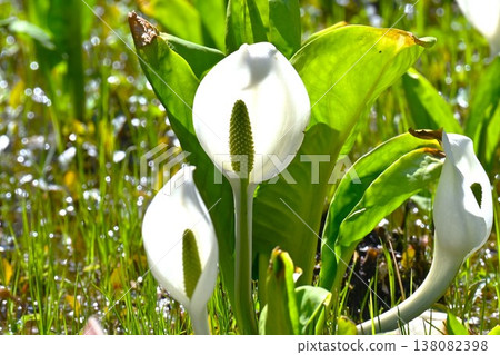 Skunk cabbage (Mizubasho) Skunk cabbage (Mizubasho) 138082398