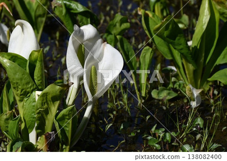 Skunk cabbage (Mizubasho) Skunk cabbage (Mizubasho) 138082400