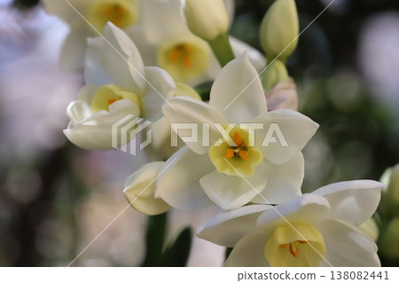 早春花園裡盛開的白色水仙花 早春花園裡盛開的白色水仙花 138082441