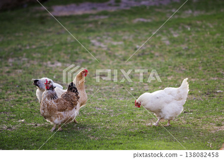 Three grown healthy white and brown hens on green grass outside in rural yard on old wooden barn wall backgroundspring on bright sunny day. Chicken farming, healthy meat and eggs production concept. 138082458