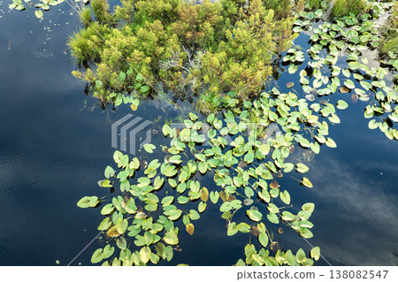 Sunny landscape of Florida wetland flora. Lily pads flowers on forest lake water in southern tropical swamp Sunny landscape of Florida wetland flora. Lily pads flowers on forest lake water in southern tropical swamp 138082547