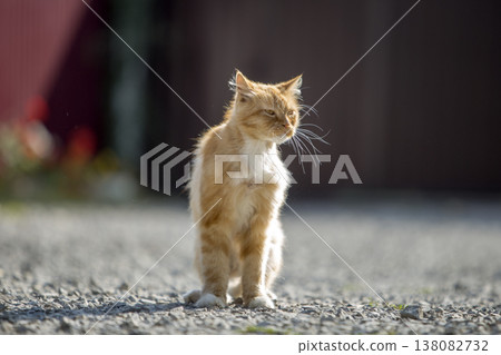 Portrait of cute adorable ginger orange young big cat with golden yellow eyes sitting outdoors on small pebbles posing on blurred light colorful sunny copy space background. 138082732