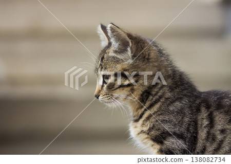 Portrain of beautiful serious looking kitten Portrain of beautiful serious looking kitten 138082734