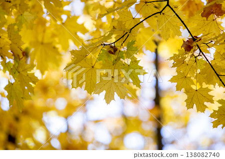 Perspective up view of autumn forest with bright orange and yellow leaves. Dense woods with thick canopies in sunny fall weather. Perspective up view of autumn forest with bright orange and yellow leaves. Dense woods with thick canopies in sunny fall weather. 138082740