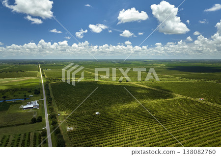 Orange grove in Florida rural farmlands with rows of citrus trees growing on a sunny day Orange grove in Florida rural farmlands with rows of citrus trees growing on a sunny day 138082760