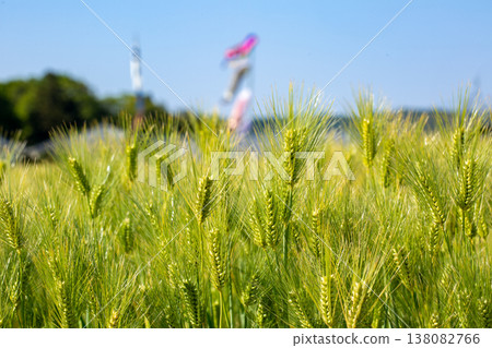 Ears of barley and korigori Ears of barley and korigori 138082766