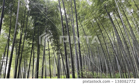 A bamboo forest landscape: a beautiful sight of bamboo stretching straight towards the sky. A bamboo forest landscape: a beautiful sight of bamboo stretching straight towards the sky. 138082772