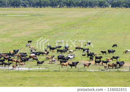 Milk cows grazing on green farm pasture. Production of organic dairy products. Feeding of cattle on farmland grassland Milk cows grazing on green farm pasture. Production of organic dairy products. Feeding of cattle on farmland grassland 138082831