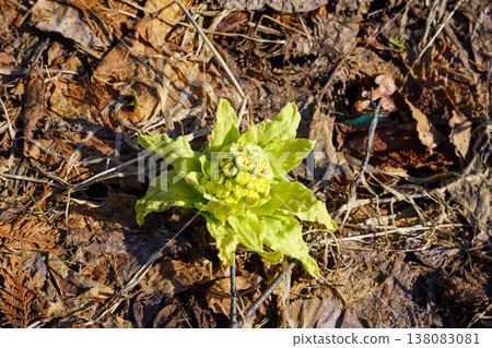 A sign of spring: butterbur sprouts (2026) A sign of spring: butterbur sprouts (2026) 138083081