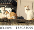 Three Cat Brothers 138083099
