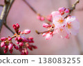 櫻花治癒系照片 138083255