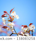 可愛的桃花 138083258