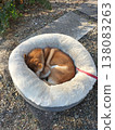 Takakura Kannon's mascot dog 138083263