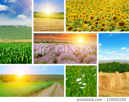 Stunning agricultural collage of blooming sunflower fields, purple lavender rows, green corn crops, golden wheat harvest with hay bales and blue sky at sunset, rural nature landscape collection. 138083288