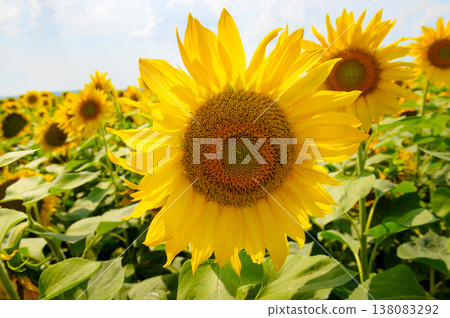 Close up of a bright yellow sunflower blossom in a sunny field under a clear blue sky, natural floral background showcasing organic farming and summer heat with soft bokeh. Close up of a bright yellow sunflower blossom in a sunny field under a clear blue sky, natural floral background showcasing organic farming and summer heat with soft bokeh. 138083292