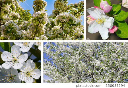 Beautiful spring collage of blooming fruit trees with white cherry blossoms and pink apple flowers against a blue sky, vibrant floral nature background for seasonal garden concepts. Beautiful spring collage of blooming fruit trees with white cherry blossoms and pink apple flowers against a blue sky, vibrant floral nature background for seasonal garden concepts. 138083294